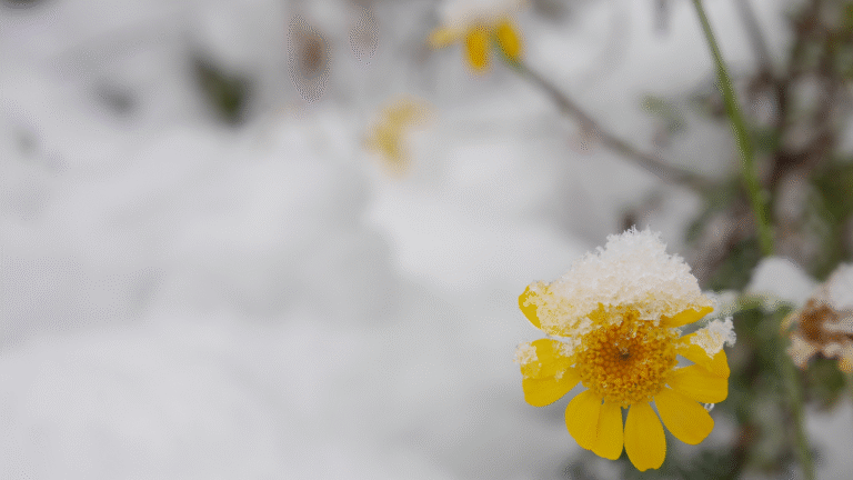 flower with snow